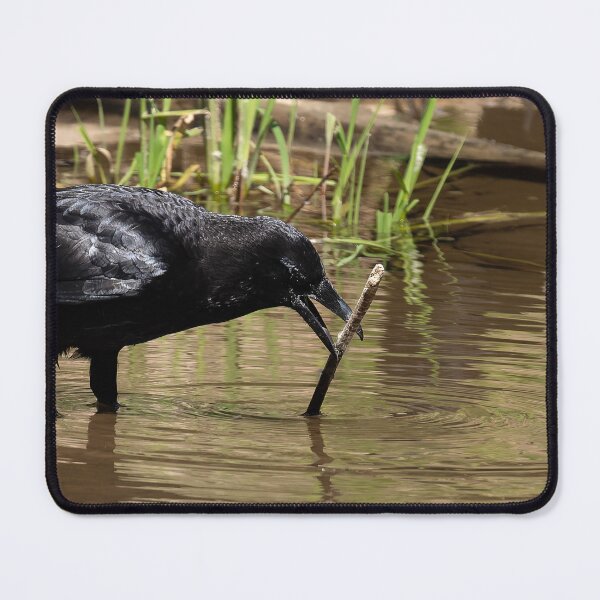 Item preview, American Crow maneuvering a stick designed and sold by lisavonbiela.
