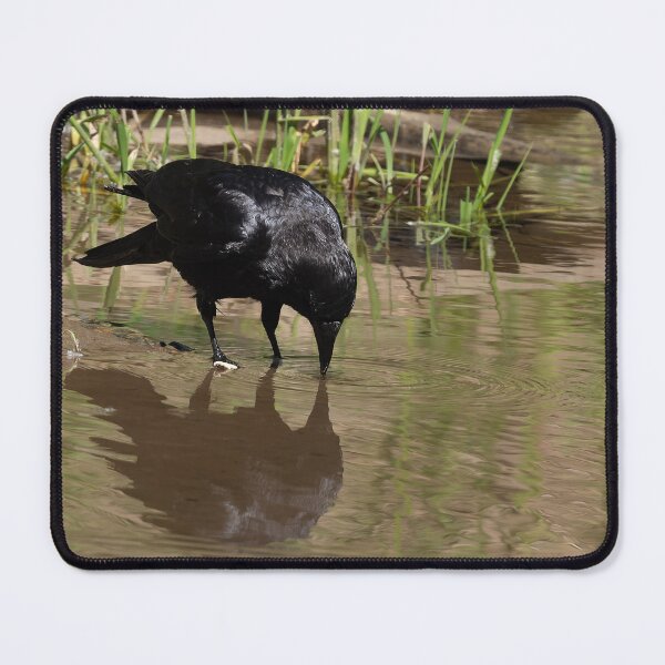 Item preview, American Crow contemplating its reflection designed and sold by lisavonbiela.