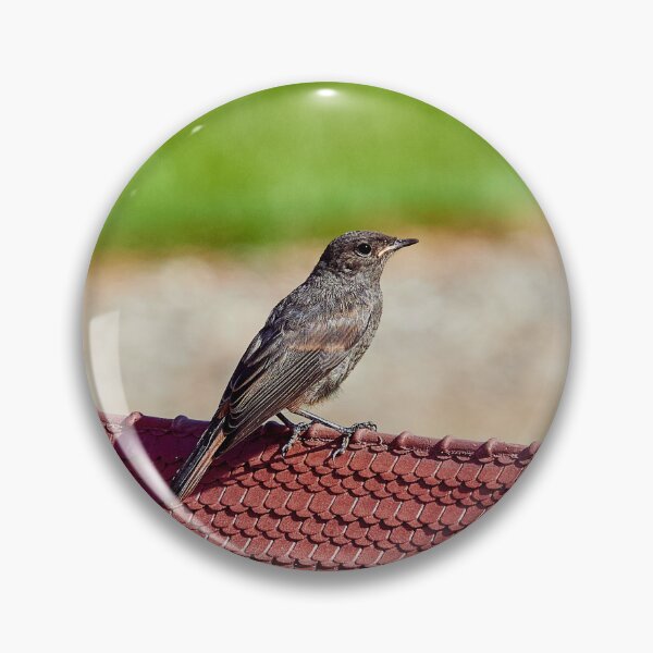 Item preview, Possible Redstart designed and sold by Eidetic Photos.