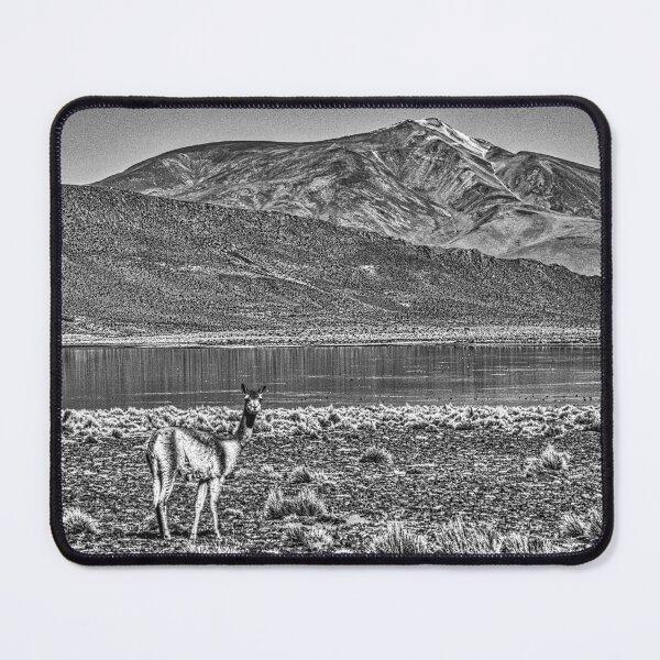 Item preview, B&W Photography: Vicuña at Laguna Polulo, Jujuy Altiplano (Argentina) designed and sold by Keltoi-art.