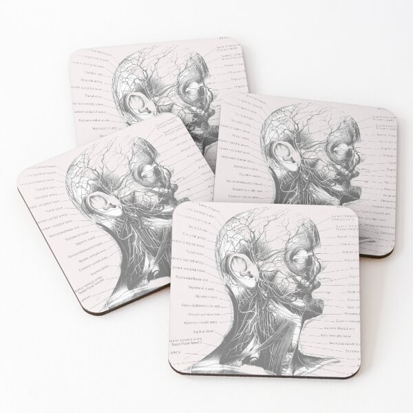 Item preview, anatomical muscles designed and sold by Cedartown.