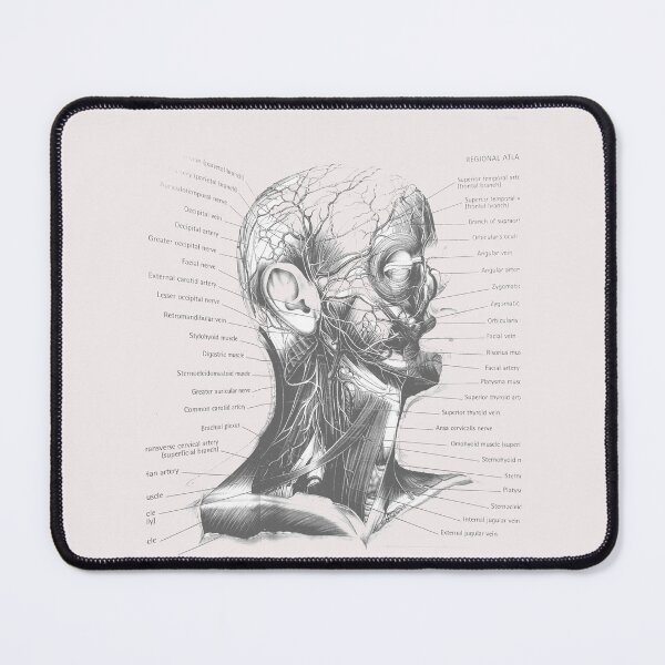 Item preview, anatomical muscles designed and sold by Cedartown.
