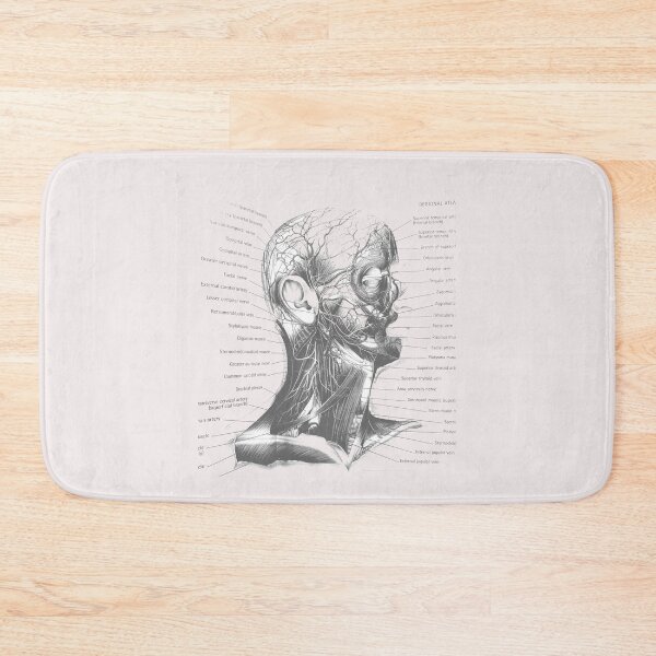 Item preview, anatomical muscles designed and sold by Cedartown.