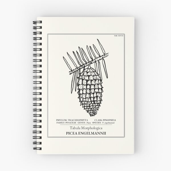 Item preview, Engelmann Spruce Botanical Art designed and sold by NuvoraNest.