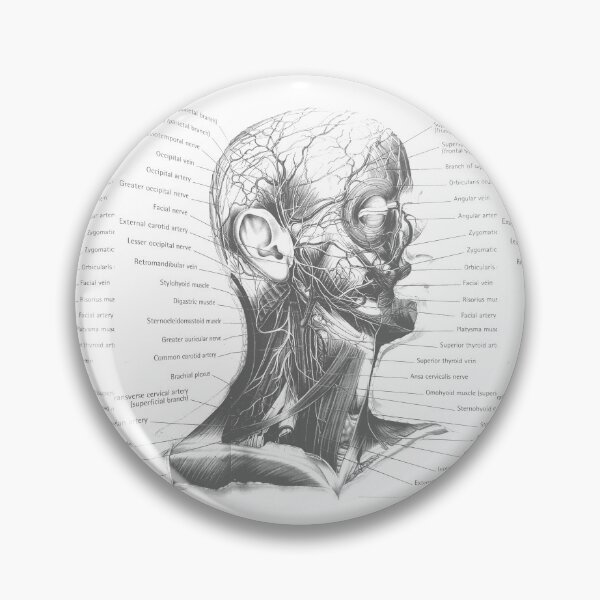 Item preview, anatomical drawing designed and sold by Cedartown.