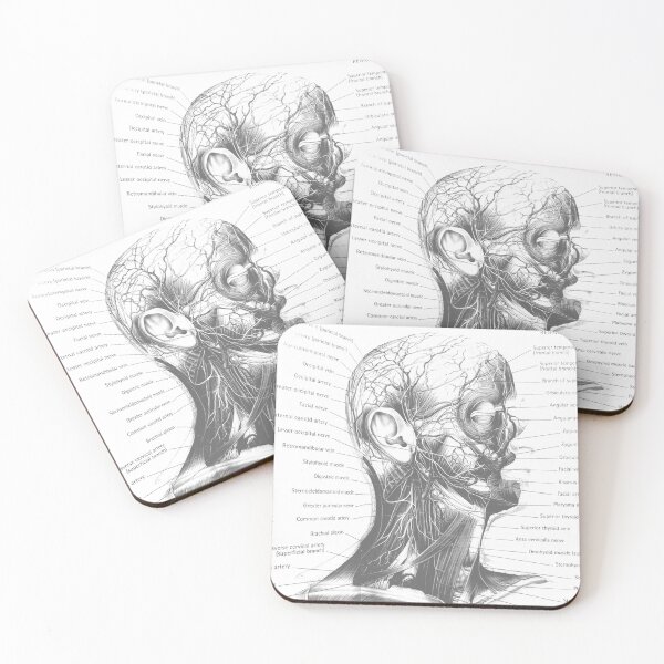 Item preview, anatomical drawing designed and sold by Cedartown.