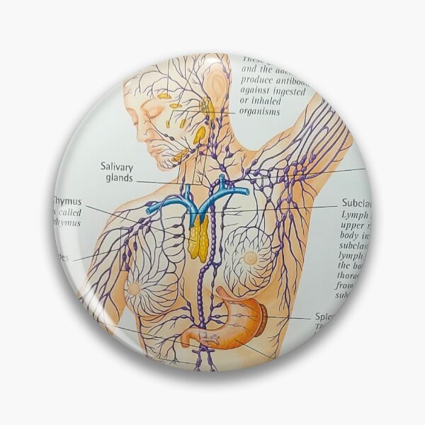 Item preview, anatomical diagram designed and sold by Cedartown.