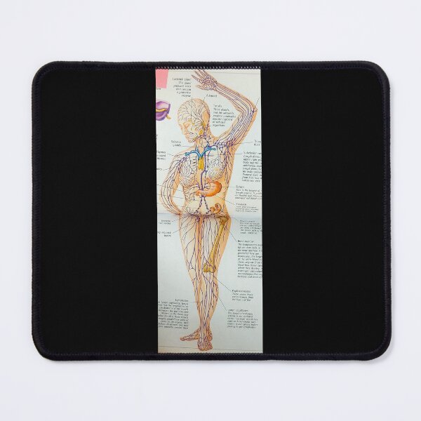 Item preview, anatomical diagram designed and sold by Cedartown.