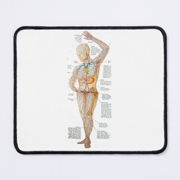 Item preview, anatomical drawing of a lymphoid system designed and sold by Cedartown.