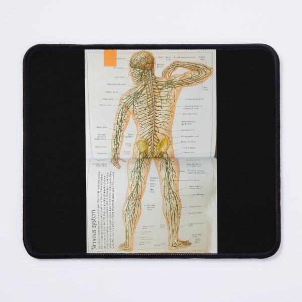 Item preview, anatomical nerves system designed and sold by Cedartown.