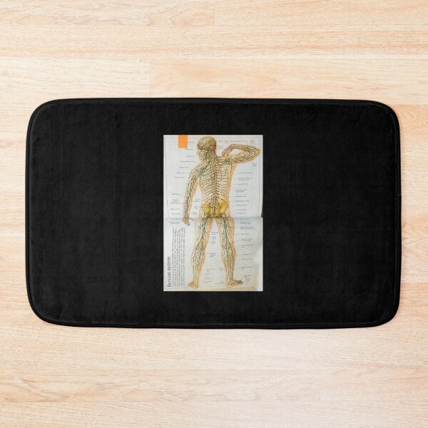 Item preview, anatomical nerves system designed and sold by Cedartown.