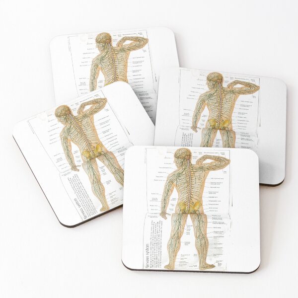 Item preview, anatomy nervous system designed and sold by Cedartown.