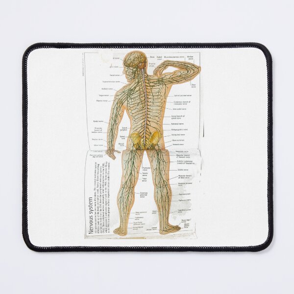 Item preview, anatomy nervous system designed and sold by Cedartown.