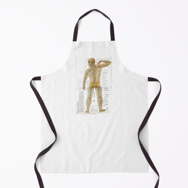 Item preview, anatomy nervous system designed and sold by Cedartown.