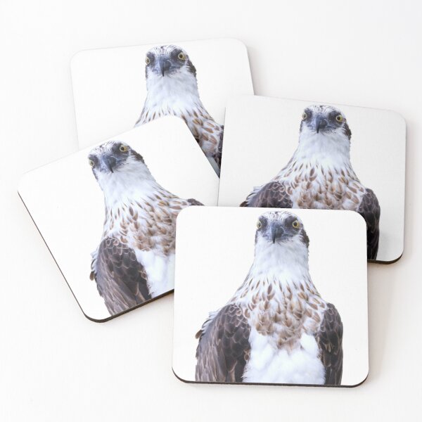 Item preview, Osprey Watching, no background designed and sold by BirdsAlive.