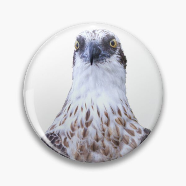 Item preview, Osprey Watching, no background designed and sold by BirdsAlive.