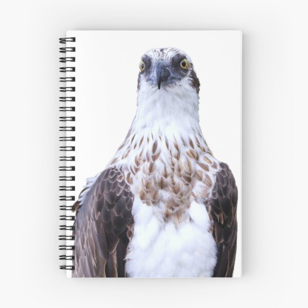 Item preview, Osprey Watching, no background designed and sold by BirdsAlive.