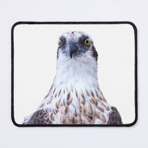 Item preview, Osprey Watching, no background designed and sold by BirdsAlive.
