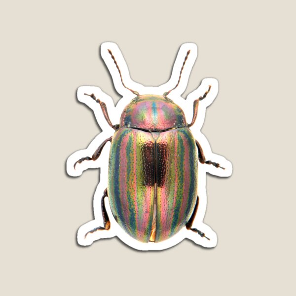 Item preview, Shiny Beetle Bug Graphic designed and sold by Briarpatch Designs.