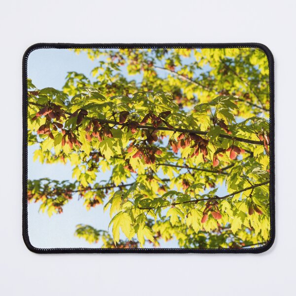 Item preview, Sunlit Maple Tree Branches with Fresh Leaves and Samaras designed and sold by Georgia Mizuleva.