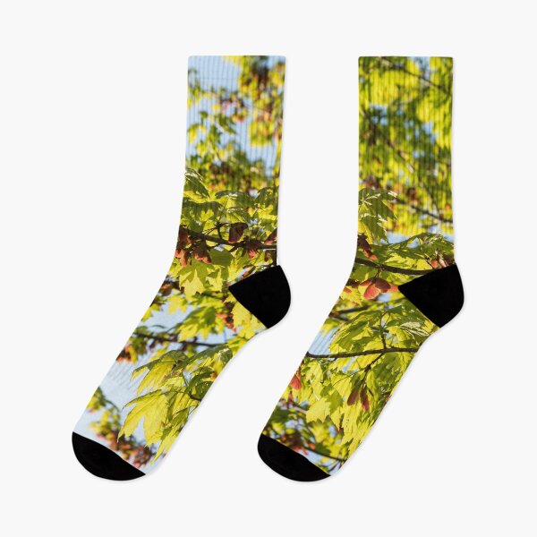 Item preview, Sunlit Maple Tree Branches with Fresh Leaves and Samaras designed and sold by Georgia Mizuleva.