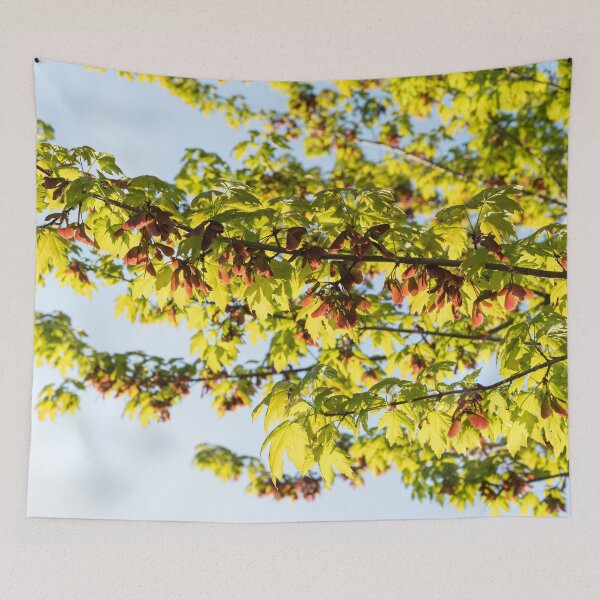 Item preview, Sunlit Maple Tree Branches with Fresh Leaves and Samaras designed and sold by Georgia Mizuleva.