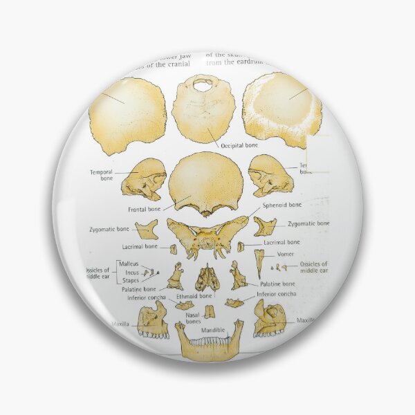 Item preview, bones exploding skull designed and sold by Cedartown.