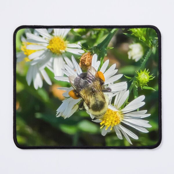 Item preview, Among the Asters No. 11 designed and sold by Feral Vibes.