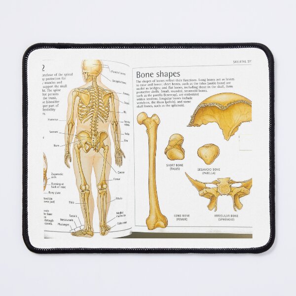 Item preview, skeleton diagrams designed and sold by Cedartown.