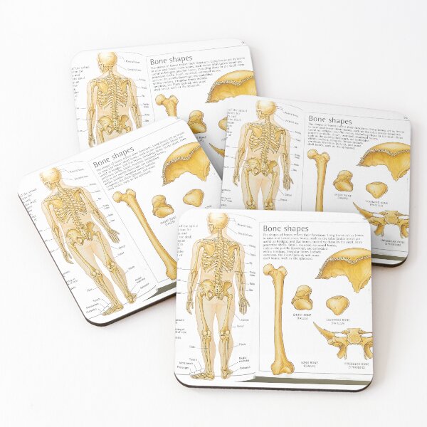 Item preview, skeleton diagrams designed and sold by Cedartown.