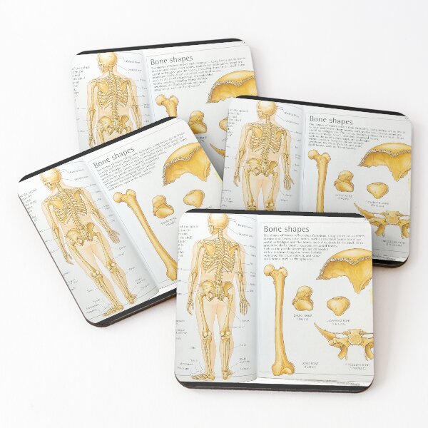 Item preview, anatomical skeleton designed and sold by Cedartown.