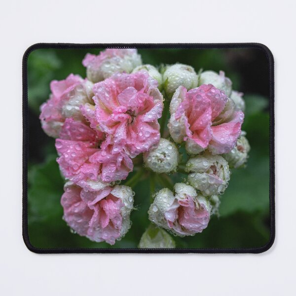 Item preview, Soft Pink Geranium Flower with Morning Dew Drops designed and sold by BlueMandarin.