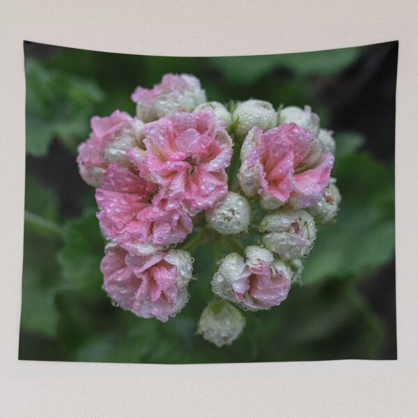Item preview, Soft Pink Geranium Flower with Morning Dew Drops designed and sold by BlueMandarin.