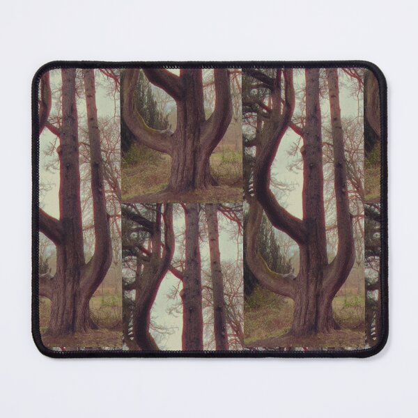 Item preview, cedar of lebanon (Cedrus libani) at dalzell house, motherwell, scotland (february 2026) designed and sold by photosbykel.