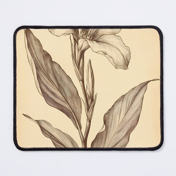 Item preview, Cana-da-índia — Ilustração Científica Vintage | Atlantic Forest designed and sold by AtlanticForest.