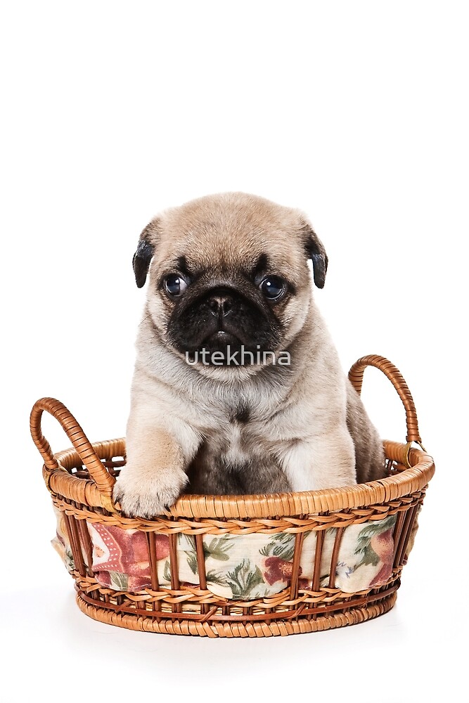 beige pug quot beige pug puppy quot by utekhina redbubble beige pug quot beige pug puppy quot by utekhina redbubble