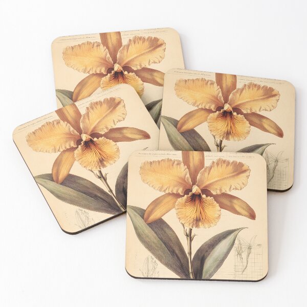 Item preview, Orquídea-do-Lajeado — Gravura Botânica Vintage | Atlantic Forest designed and sold by AtlanticForest.