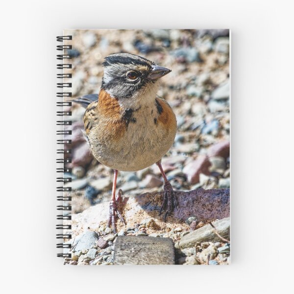 Item preview, Andean Chingolo - Photo of a bird from Argentina, Puna, Altiplano, Wild designed and sold by Keltoi-art.