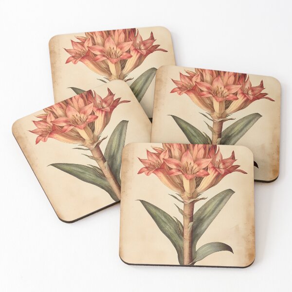 Item preview, Bromélia-de-fogo — Gravura Botânica Vintage | Atlantic Forest designed and sold by AtlanticForest.