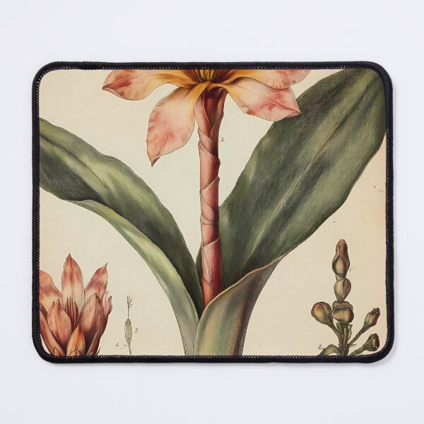 Item preview, Bromélia-de-fogo — Ilustração Científica Vintage | Atlantic Forest designed and sold by AtlanticForest.