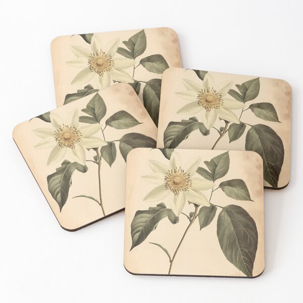 Item preview, Maracujá — Ilustração Científica Vintage | Atlantic Forest designed and sold by AtlanticForest.