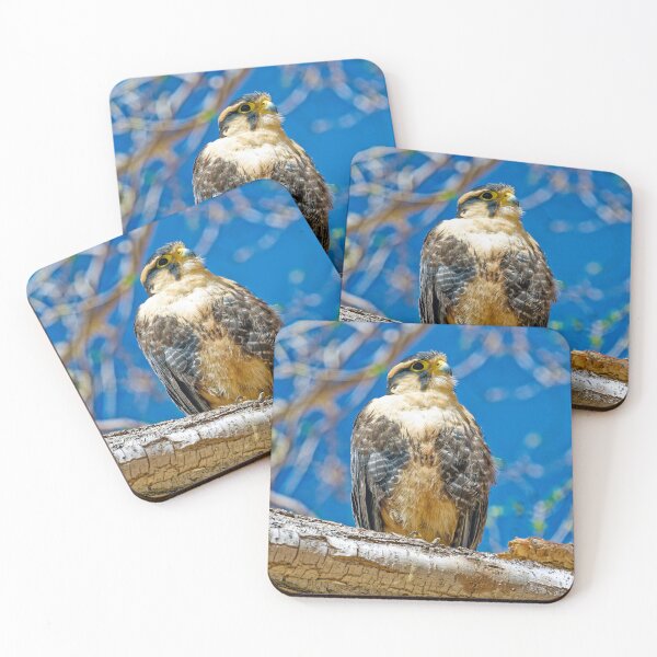 Item preview, Andean Falcon - Wildlife Photo, Bird of Prey, Argentina, Blue Sky designed and sold by Keltoi-art.