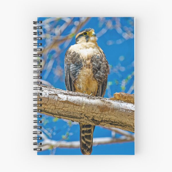 Item preview, Andean Falcon - Wildlife Photo, Bird of Prey, Argentina, Blue Sky designed and sold by Keltoi-art.