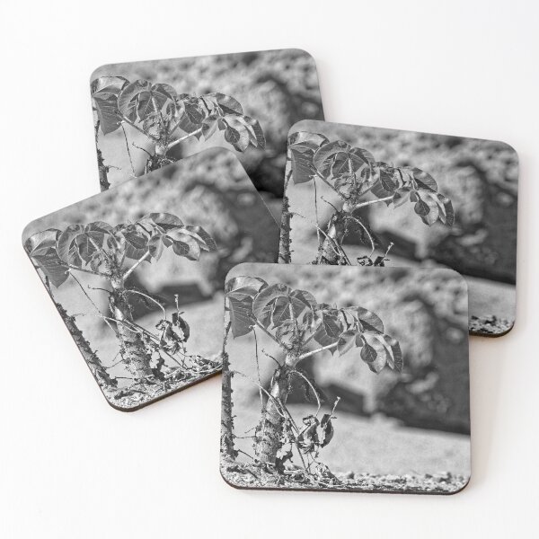 Item preview, Solitary Puna Shrub - Black and White Photo, Argentine Desert designed and sold by Keltoi-art.