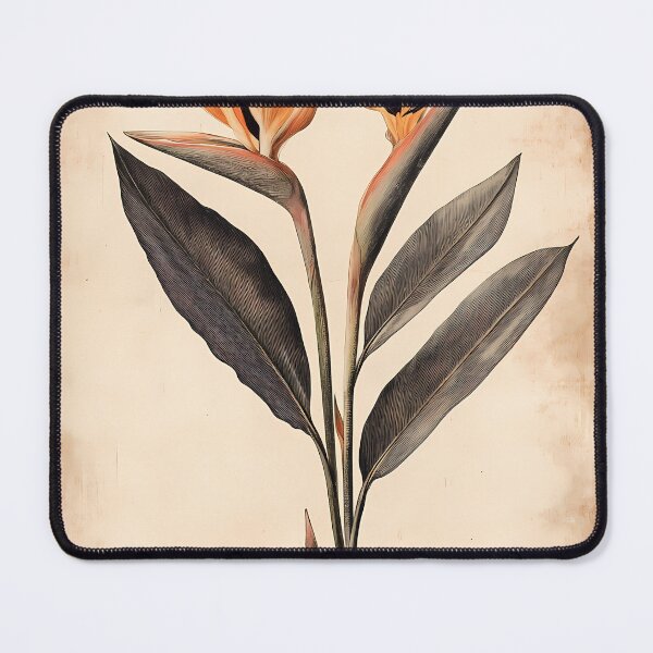 Item preview, Ave-do-Paraíso — Ilustração Científica Vintage | Atlantic Forest designed and sold by AtlanticForest.