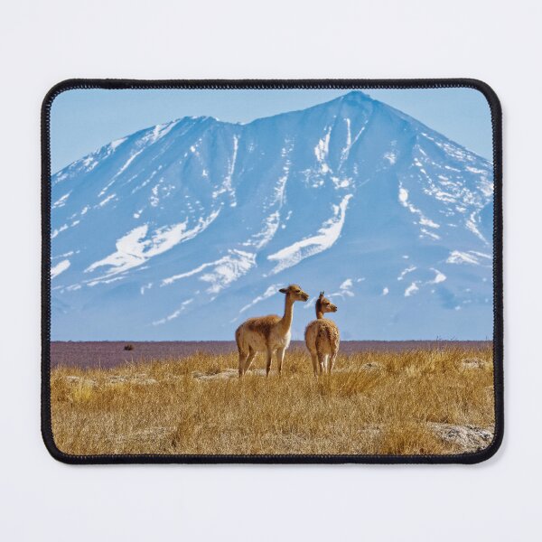 Item preview, Pair of Vicuñas - Wildlife Photography Andes - Wild Animal Couple designed and sold by Keltoi-art.