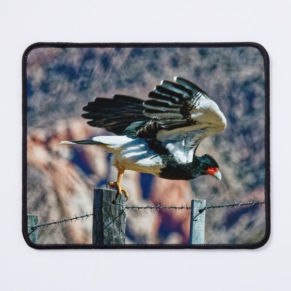Item preview, Carancho in Flight - Wildlife Photograph of a Raptor in Salta - Nature Print designed and sold by Keltoi-art.