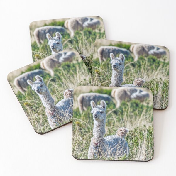 Item preview, Young White Llama - Wildlife Photography Andes - Curious Nature Print designed and sold by Keltoi-art.