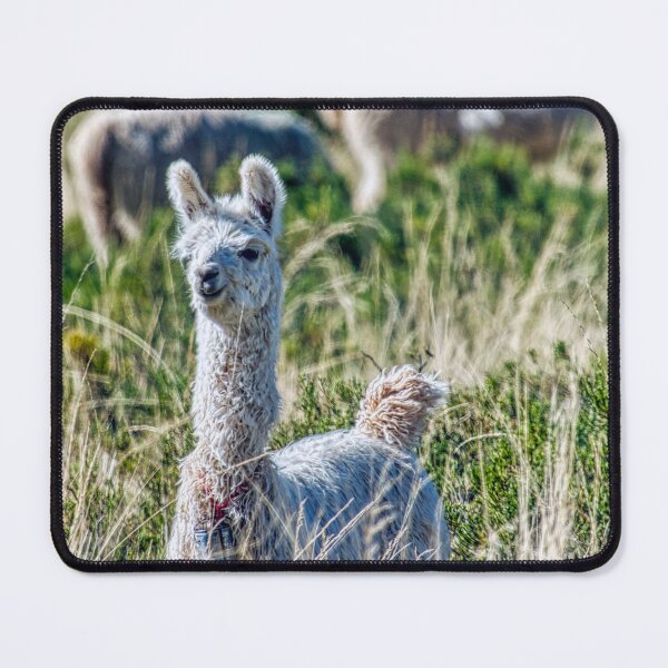 Item preview, Young White Llama - Wildlife Photography Andes - Curious Nature Print designed and sold by Keltoi-art.