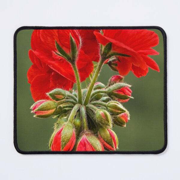Item preview, Scarlet Geranium Symphony designed and sold by Kimberly Palmer.